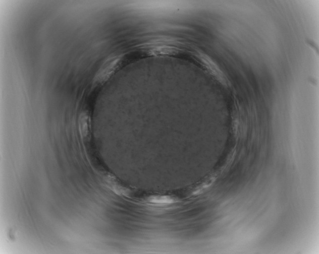 X0000099470169200805091555