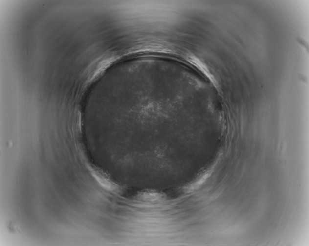 X0000099470205200805091554