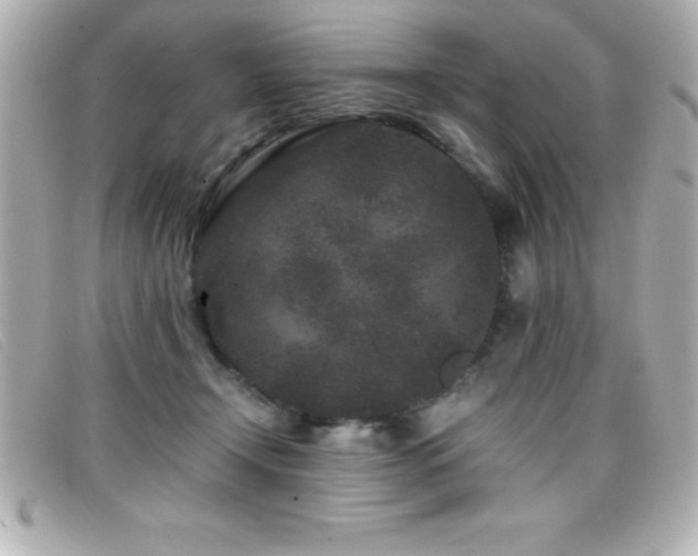 X0000099470366200805091552