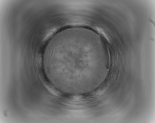 X0000099470495200805091550