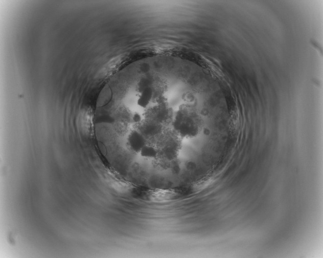 X0000099470527200805091550