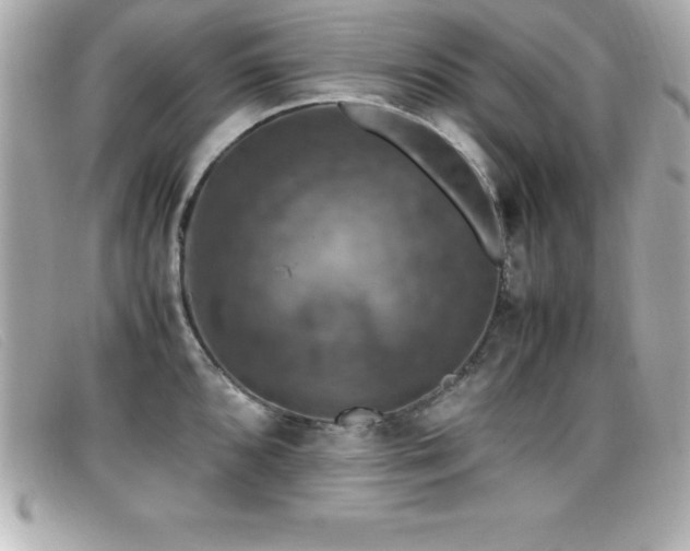 X0000099471096200805091542