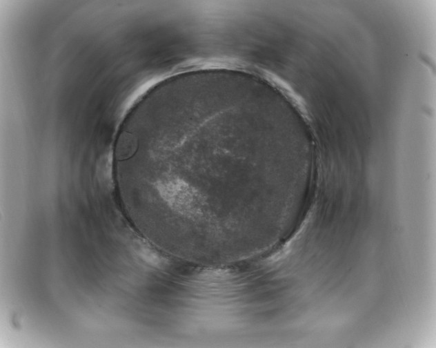 X0000099471174200805091541