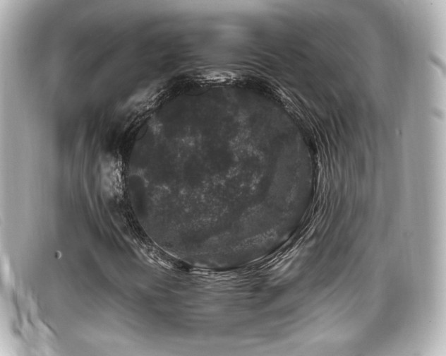 X0000099471394200805091537