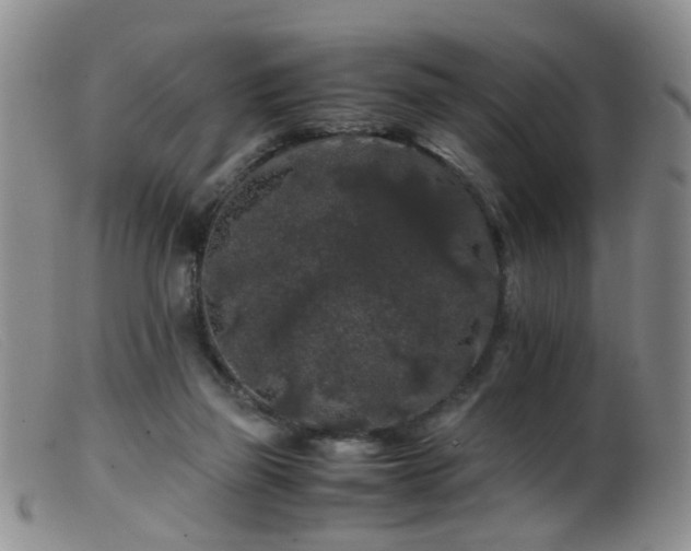 X0000099470165200805161119