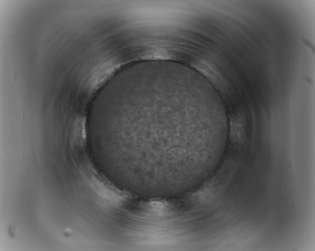 X0000099470302200805161117