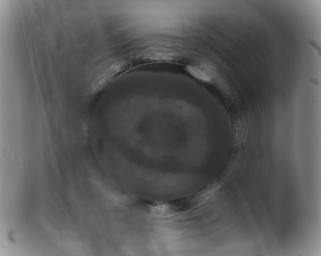 X0000099470309200805161117