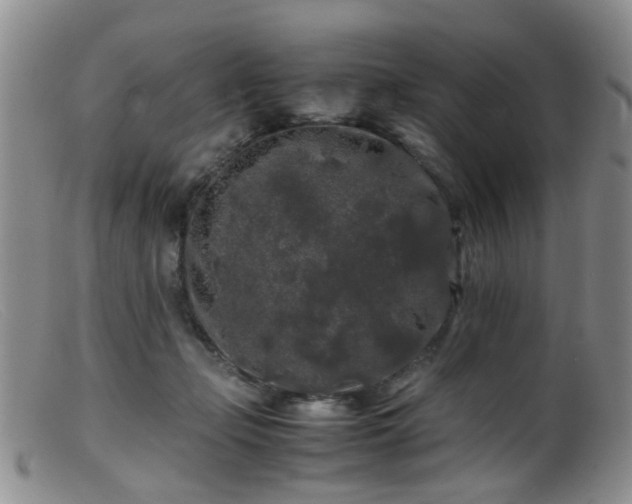 X0000099470365200805161116