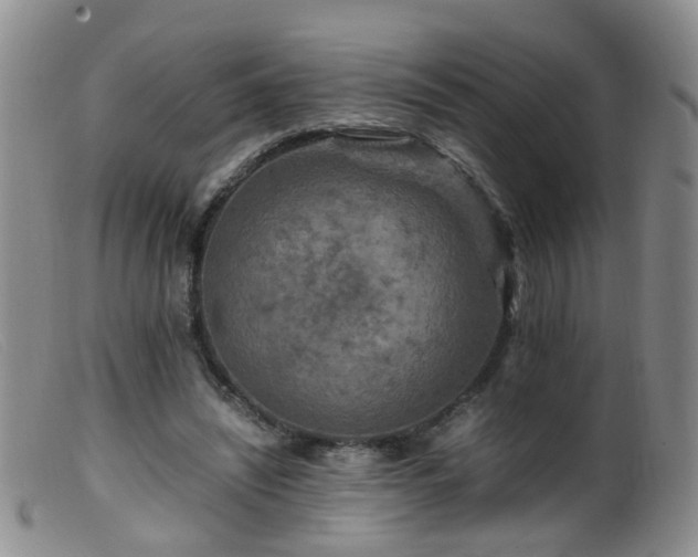 X0000099470444200805161115