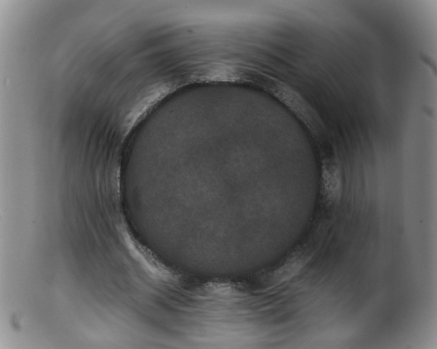 X0000099470534200805161113