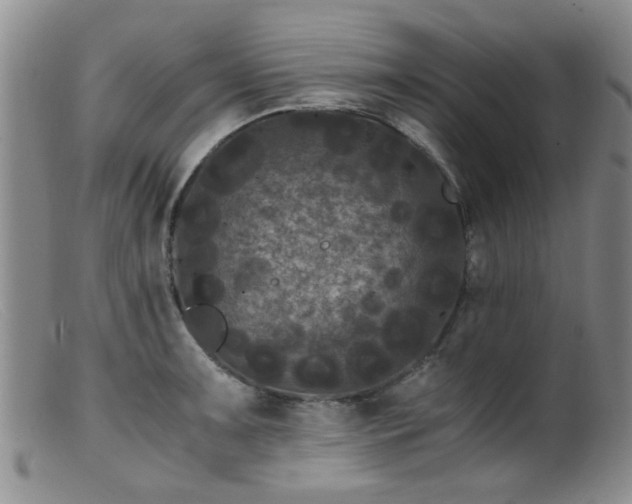X0000099471091200805161105