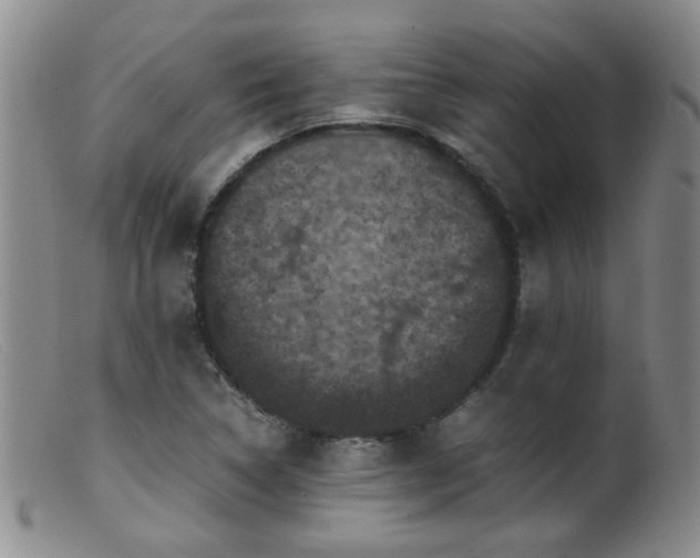 X0000099471314200805161101