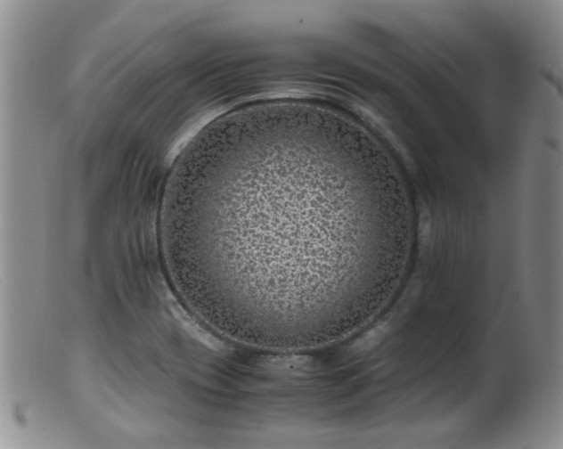 X0000099471417200805161100