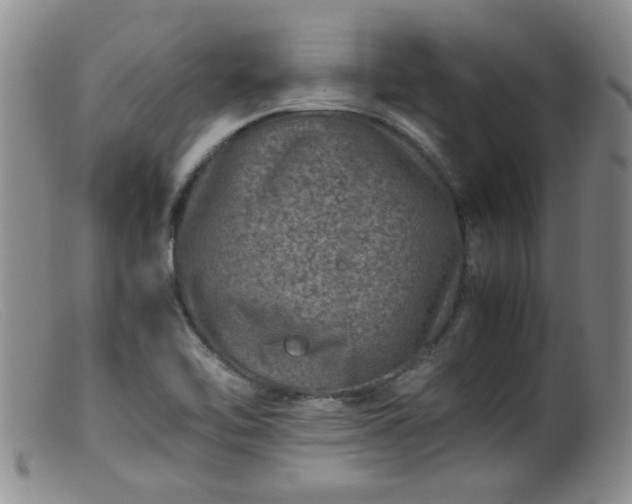X0000099471462200805161059