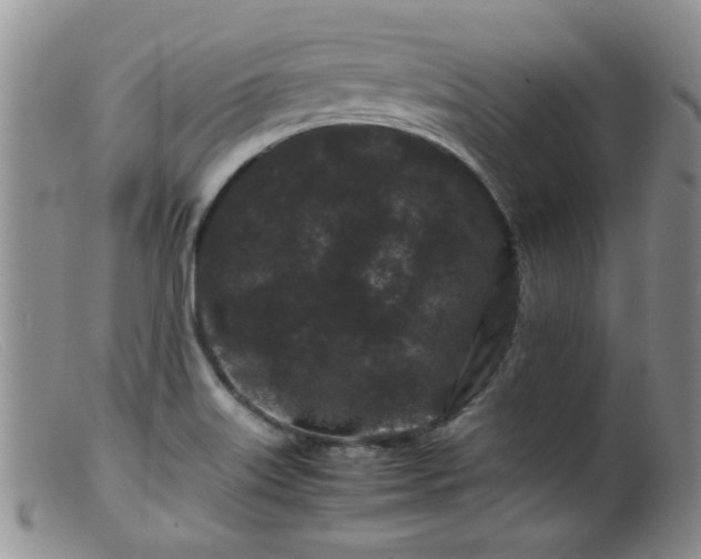 X0000099471515200805161059