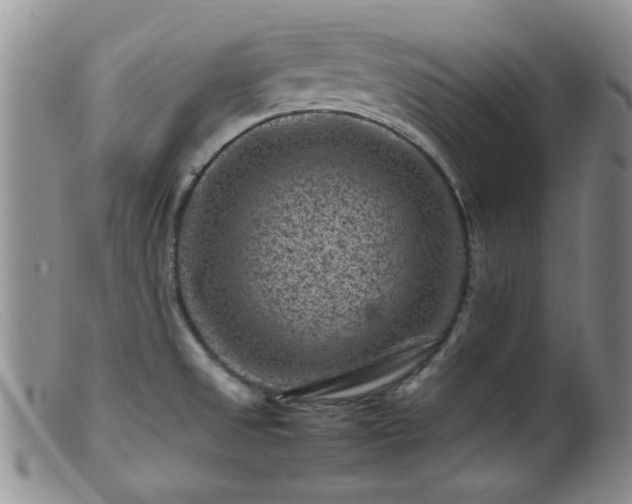 X0000099471525200805161059