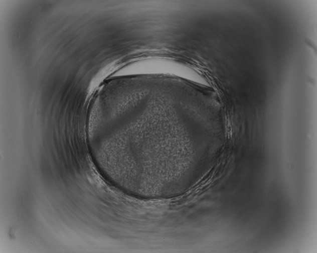 X0000099470004200805231841