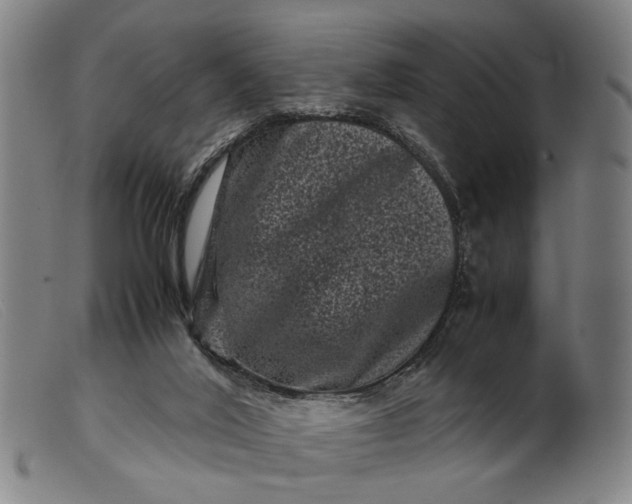 X0000099470020200805231841