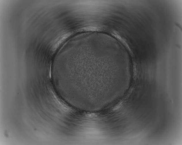 X0000099470062200805231840