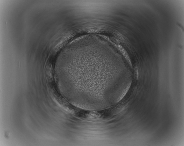 X0000099470215200805231838