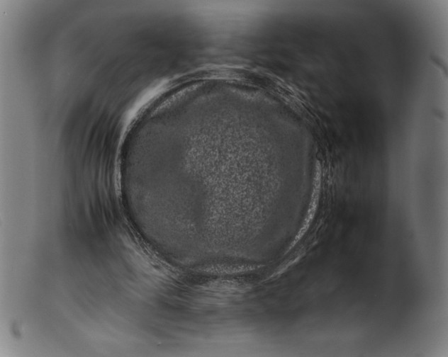 X0000099470294200805231837