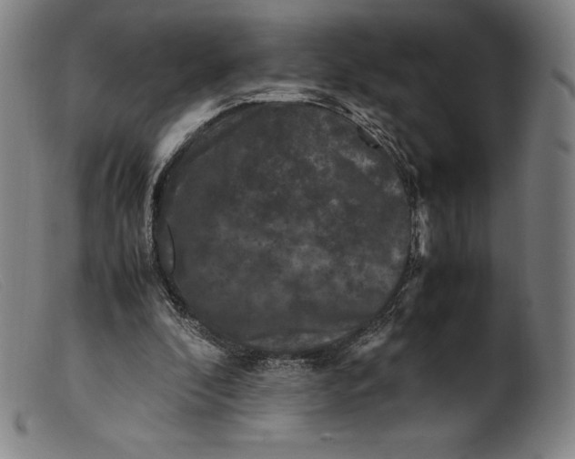 X0000099470296200805231837