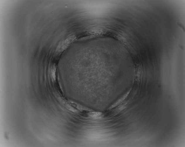 X0000099470334200805231836