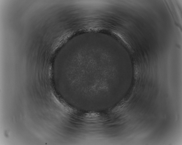 X0000099470451200805231834