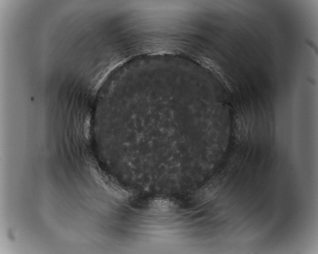 X0000099470596200805231832