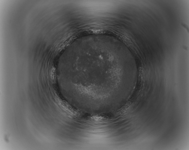 X0000099470650200805231831