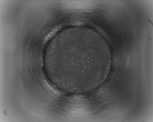X0000099470734200805231829