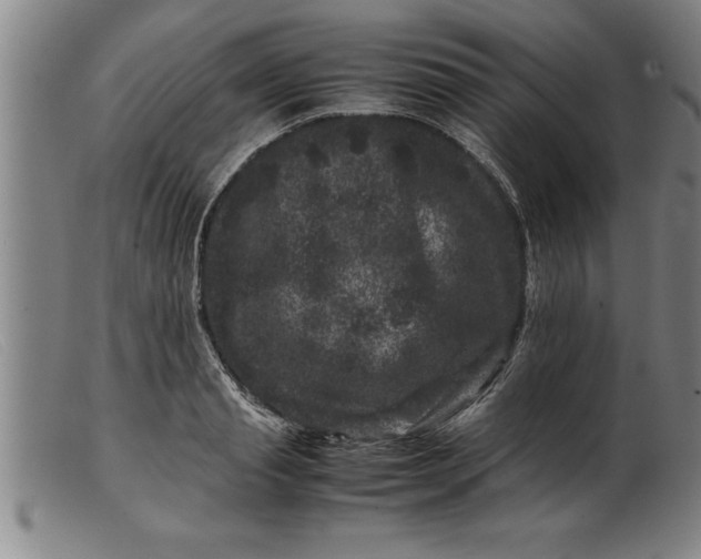 X0000099470845200805231828