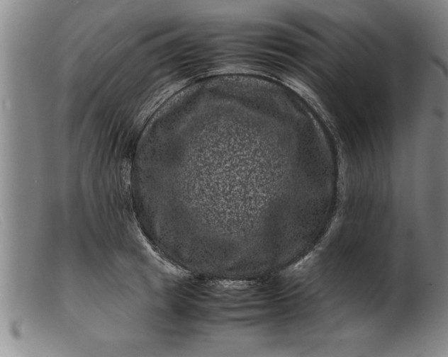 X0000099470849200805231828