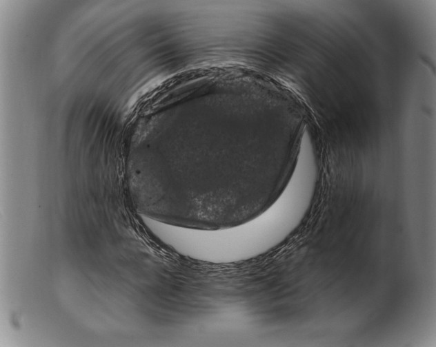 X0000099470920200805231826