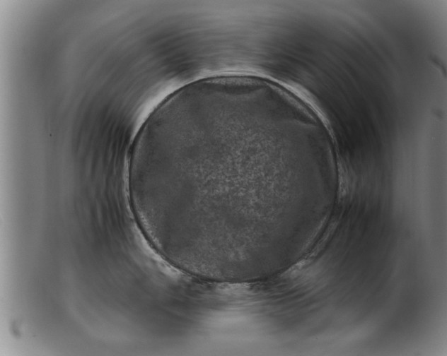 X0000099471006200805231825