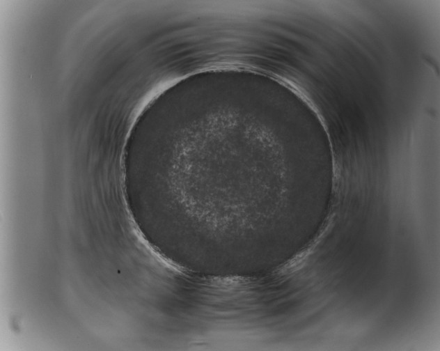 X0000099471045200805231825