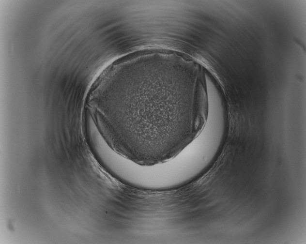 X0000099471076200805231824