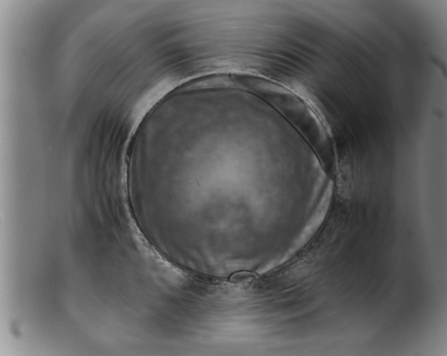 X0000099471096200805231824