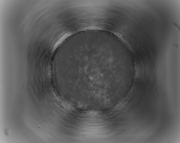 X0000099471266200805231821