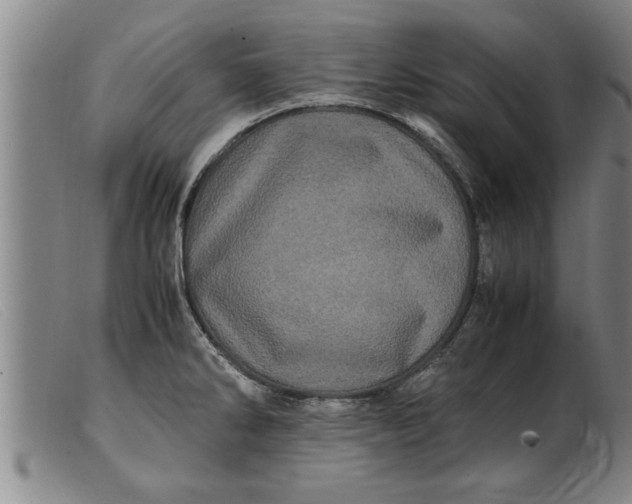 X0000099471286200805231821