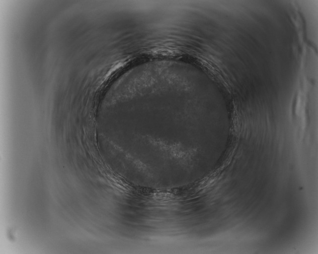 X0000099471297200805231820