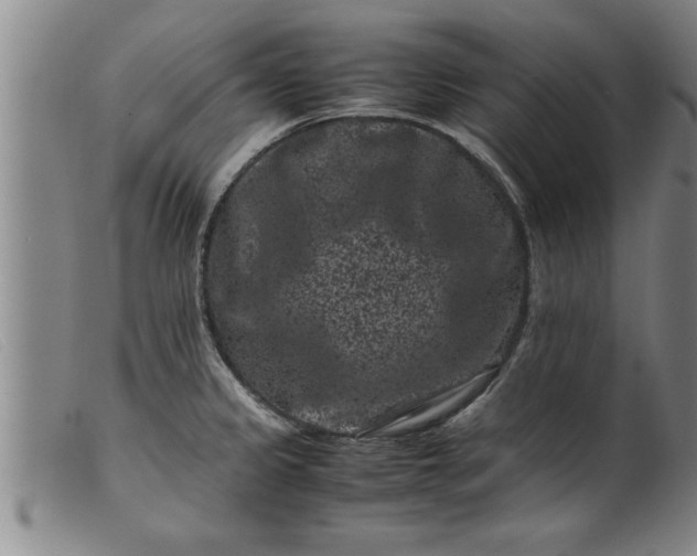 X0000099471333200805231821