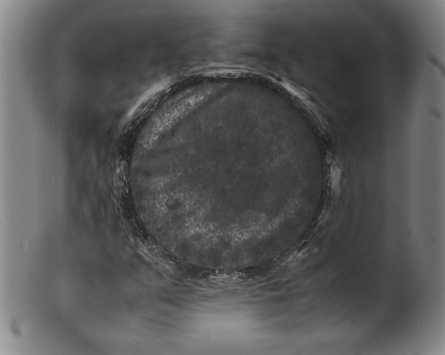 X0000099471351200805231820