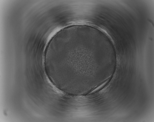 X0000099471424200805231819