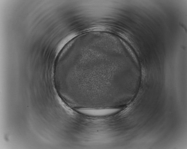 X0000099471426200805231819