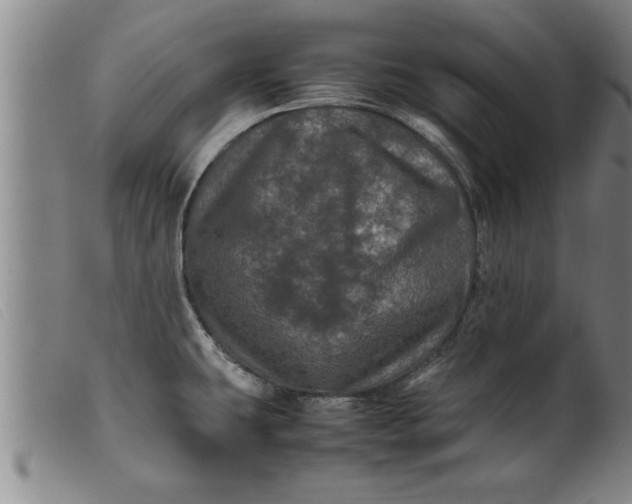 X0000099471431200805231819