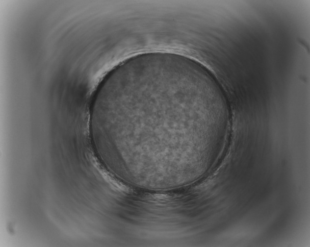 X0000099471507200805231818