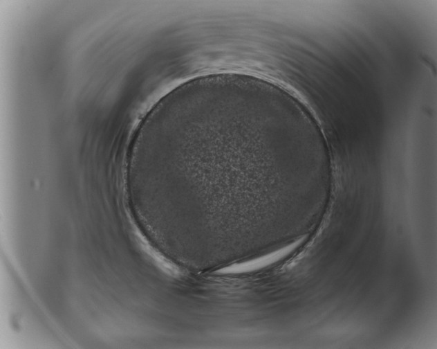 X0000099471525200805231818