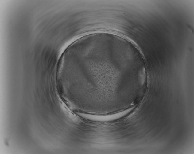 X0000099471530200805231818