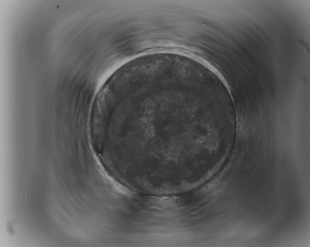 X0000099471533200805231818